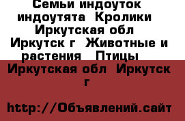 Семьи индоуток, индоутята. Кролики - Иркутская обл., Иркутск г. Животные и растения » Птицы   . Иркутская обл.,Иркутск г.